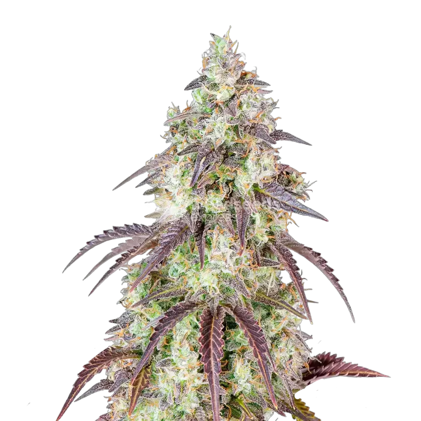 Plante de cannabis Mendo Breath