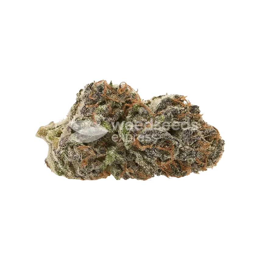 Bud de Mimosa Auto