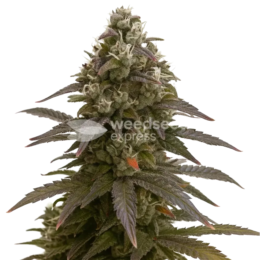 Plante de Mimosa Auto