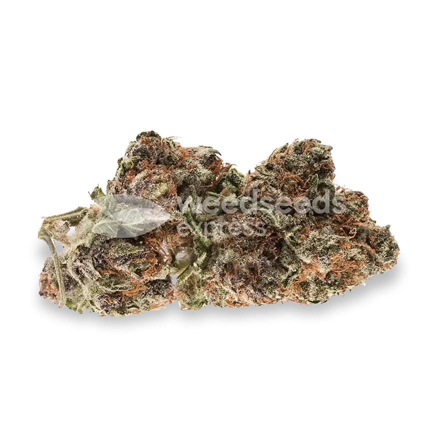 Bud de Mimosa