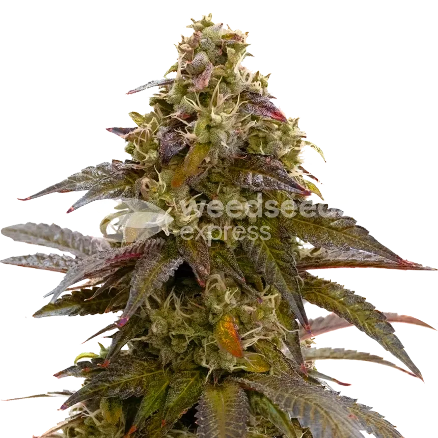 Plante de Mimosa