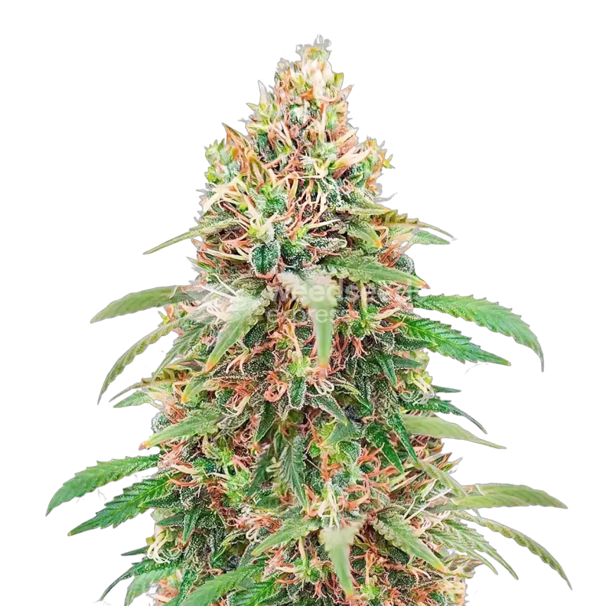 Motor Breath Plante