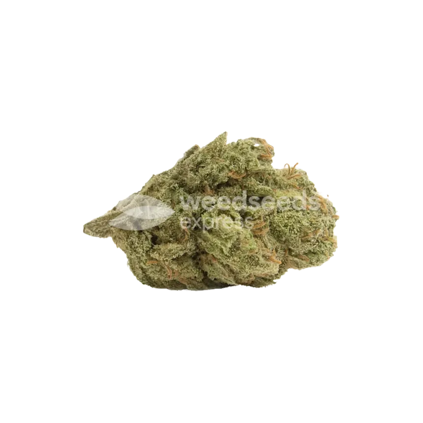 Bud de Northern Lights Auto