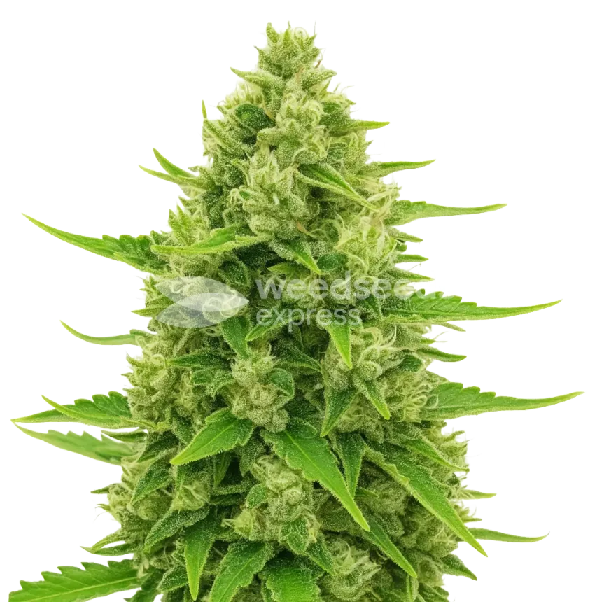 Plante de Northern Lights Auto