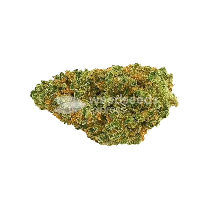 Bud de Northern Lights X Big Bud Auto