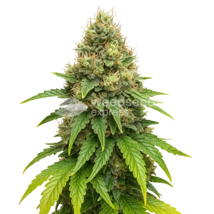 Plante de Northern Lights X Big Bud Auto