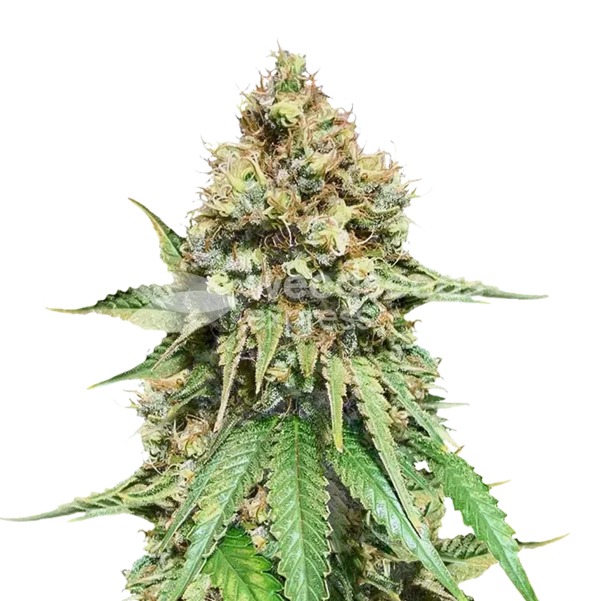 Northern Lights x Big Bud Plante