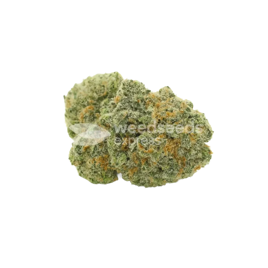 Bud de OG Kush Auto