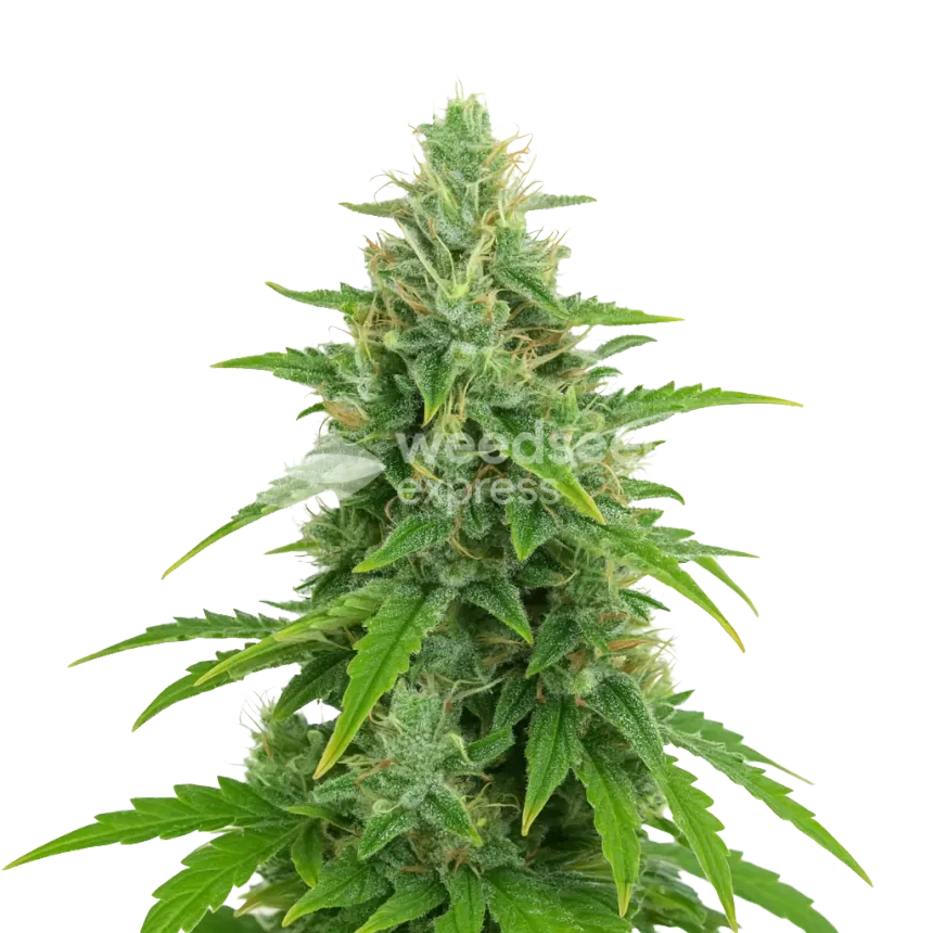 Plante de OG Kush Auto