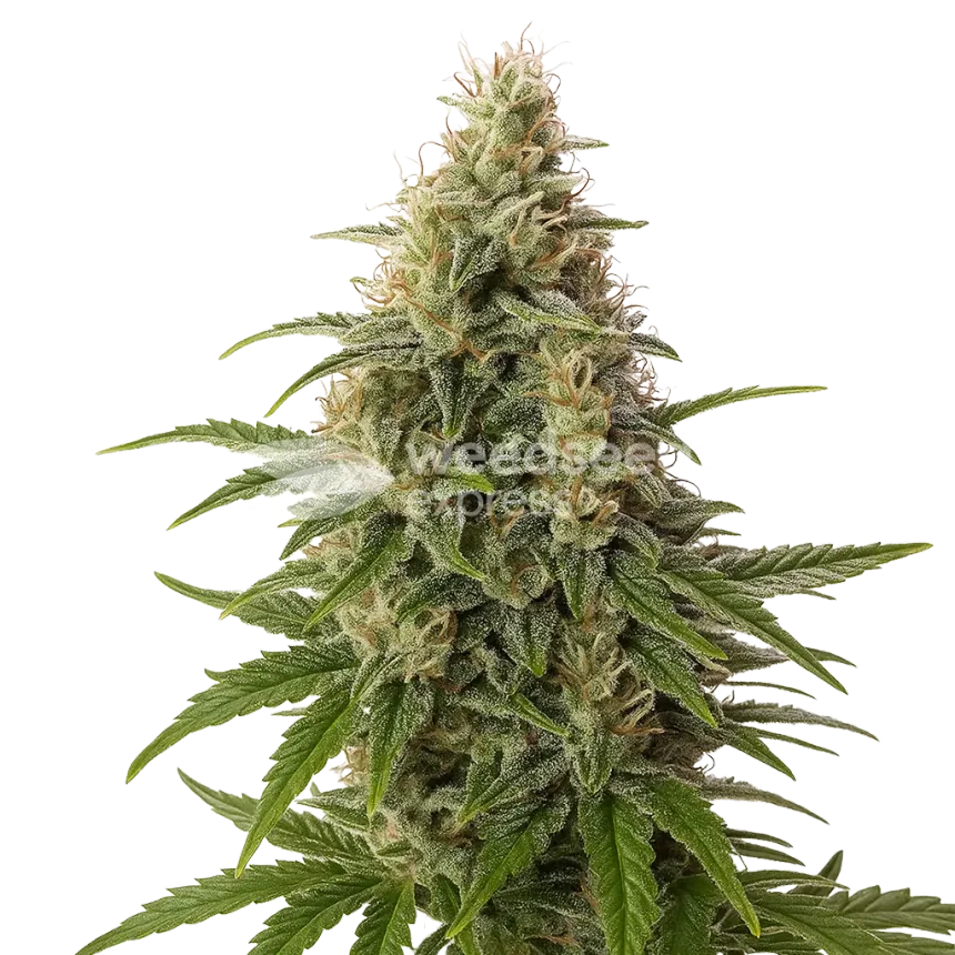 Plante de Peanut Butter Breath Auto