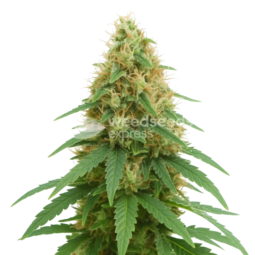 Plante de Pineapple Express Auto