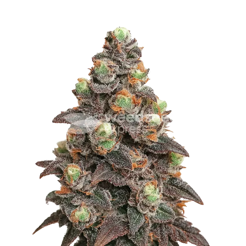 Plante de Pink Rozay Auto