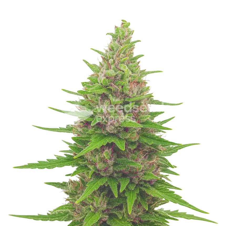 Plante de Pink Runtz Auto