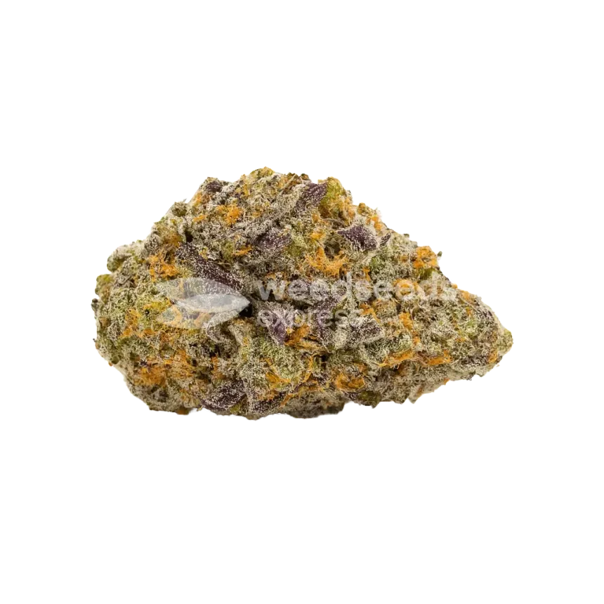 Bud de Purple Gelato Auto