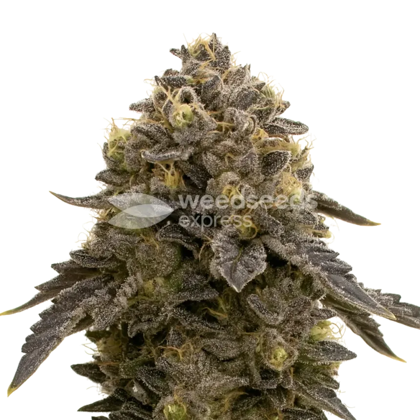 Plante de Purple Gelato Auto