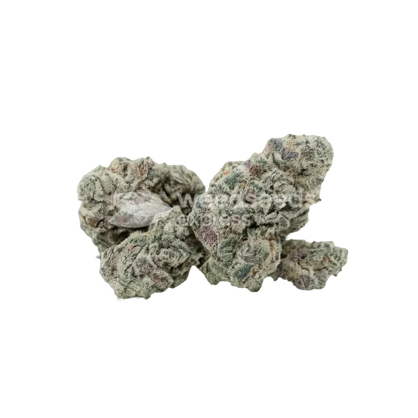 Bud de Purple Haze Auto