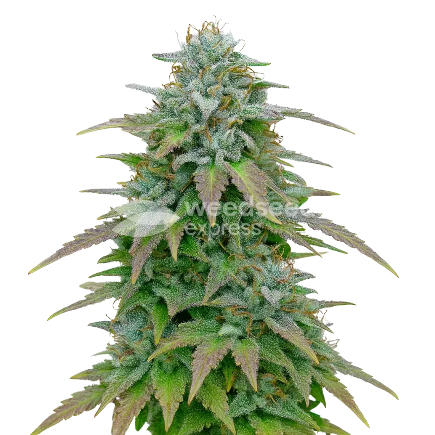 Plante de Purple Haze Auto