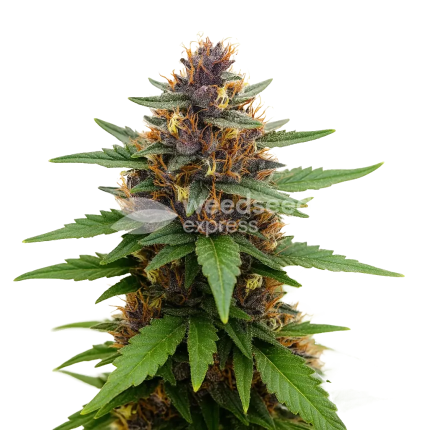 Plante de Purple Kush Auto