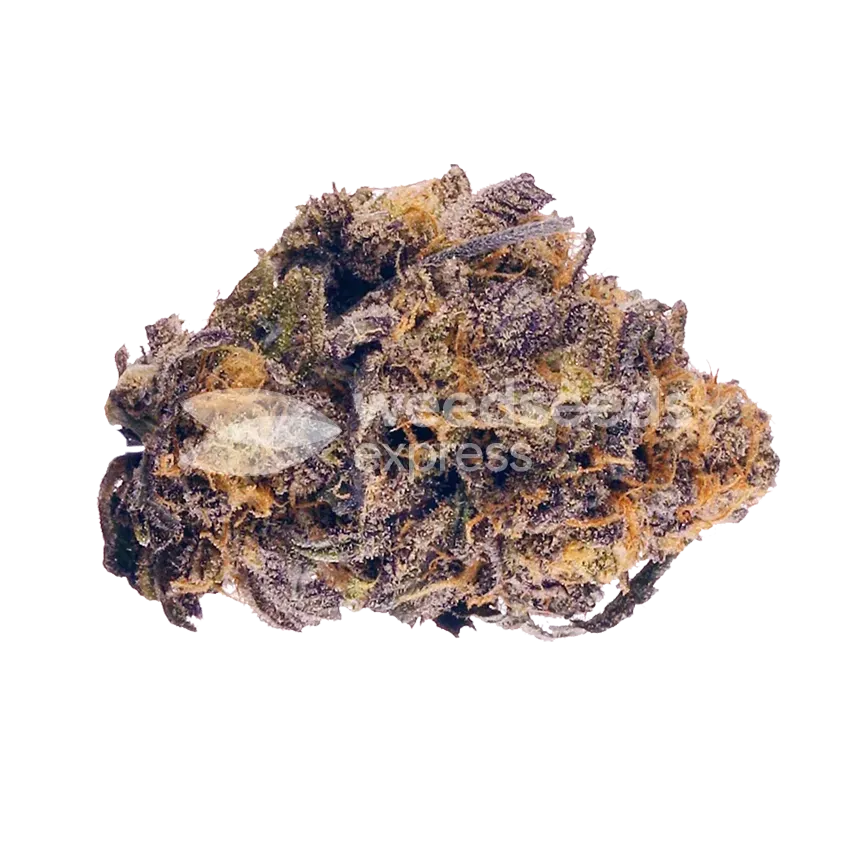 Purple Lemonade Bud