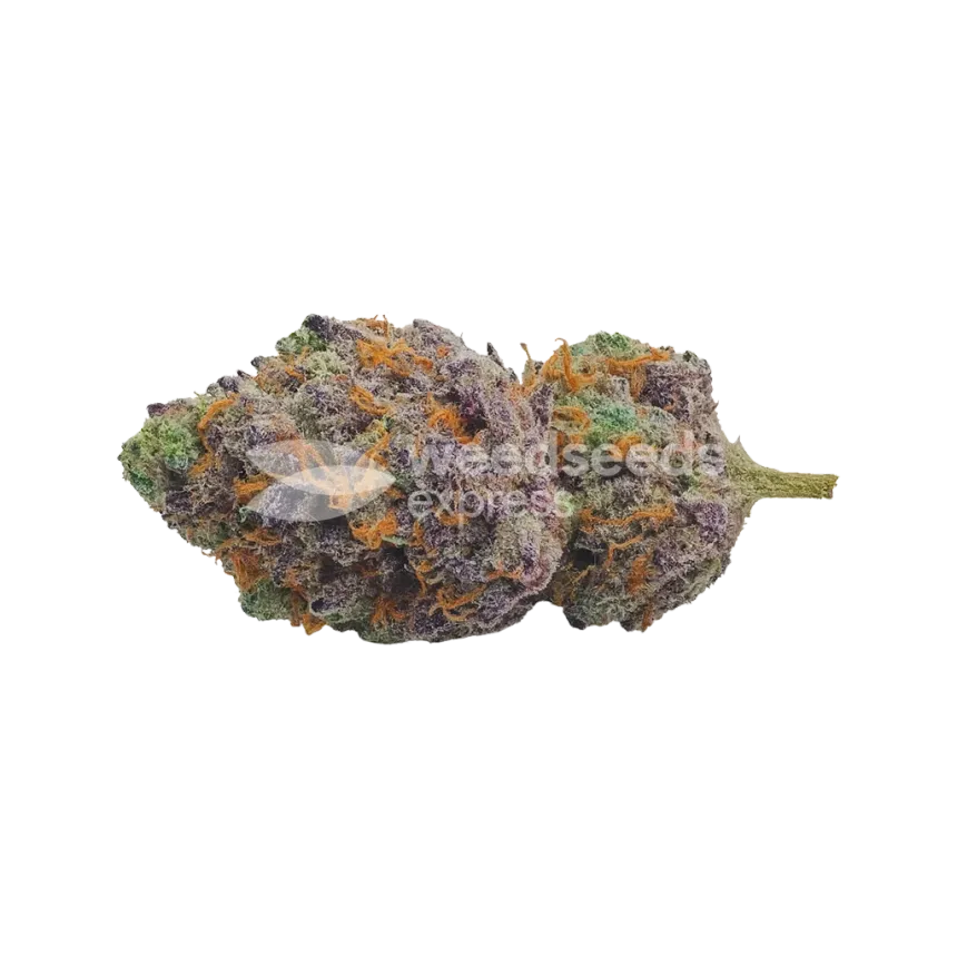 Bud de Red Devil Auto
