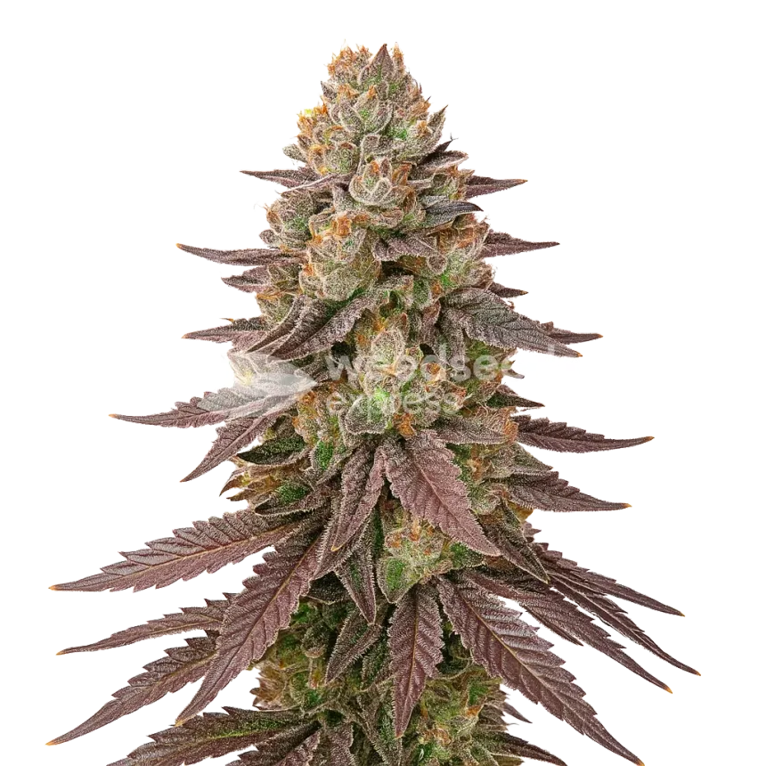Plante de Red Devil Auto