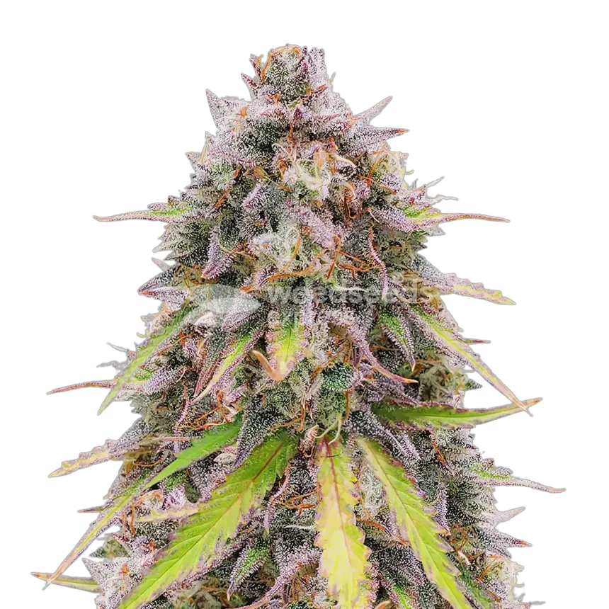 RS11 Rainbow Sherbert 11 Plante