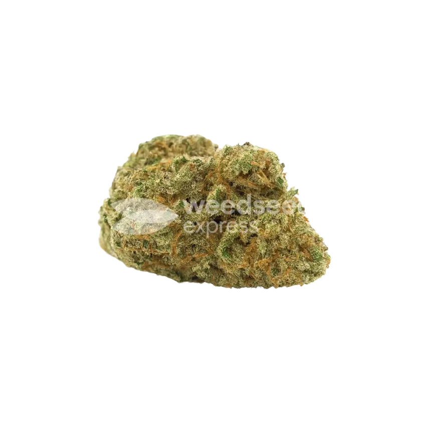 Bud de Santa Maria Auto