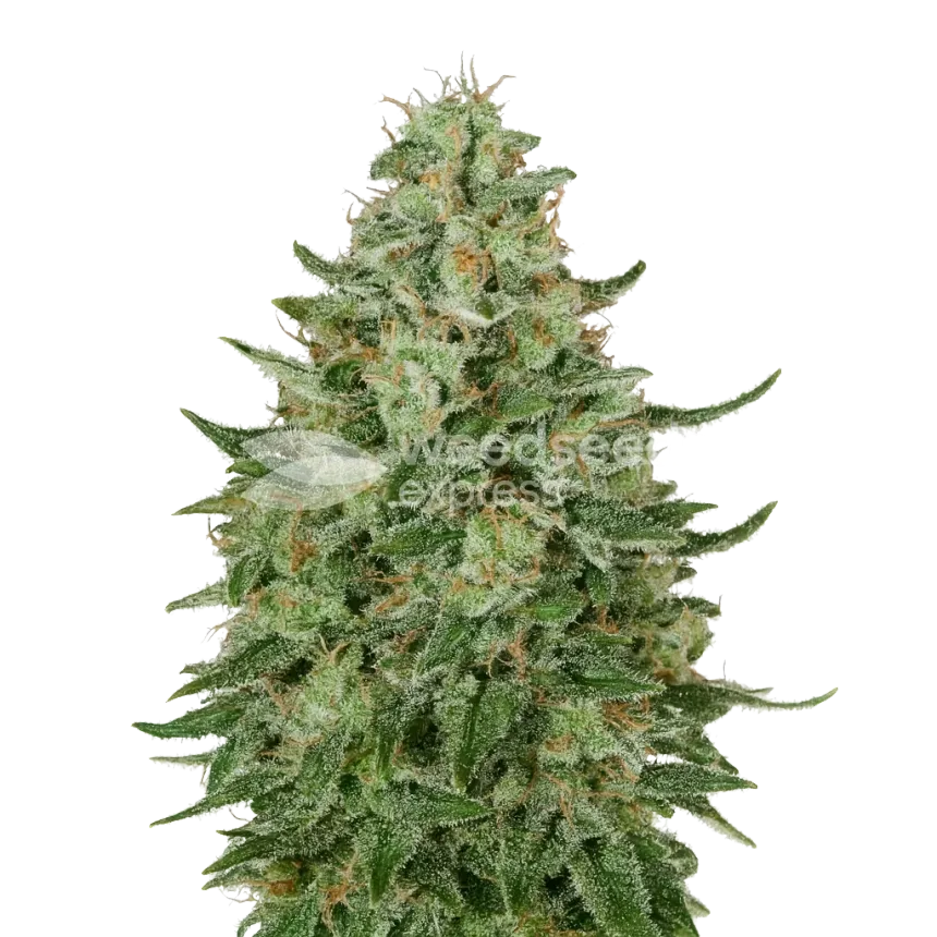 Plante de Santa Maria Auto