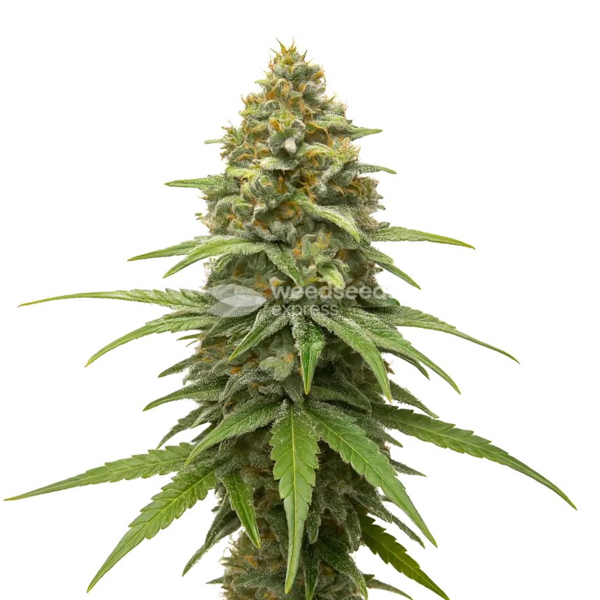 Plante de cannabis Skunk #1