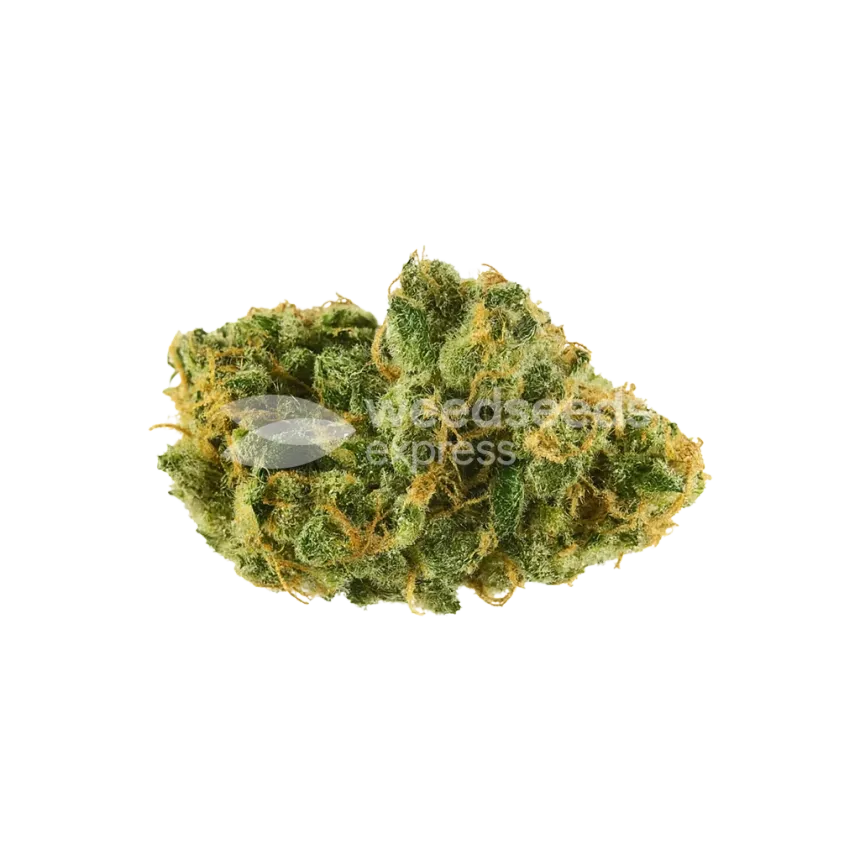 Bud de Skywalker OG Auto