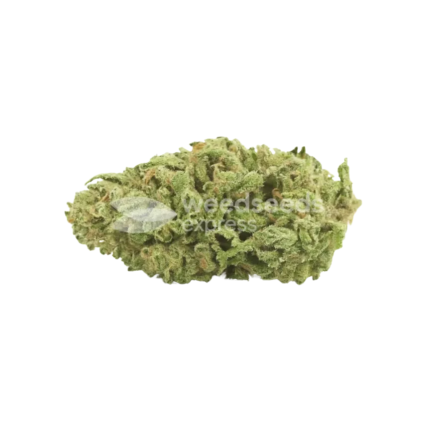 Bud de Sleepy Joe OG Auto