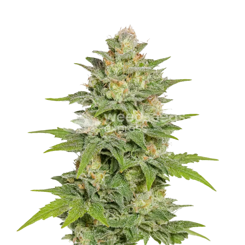 Plante de Sleepy Joe OG Auto
