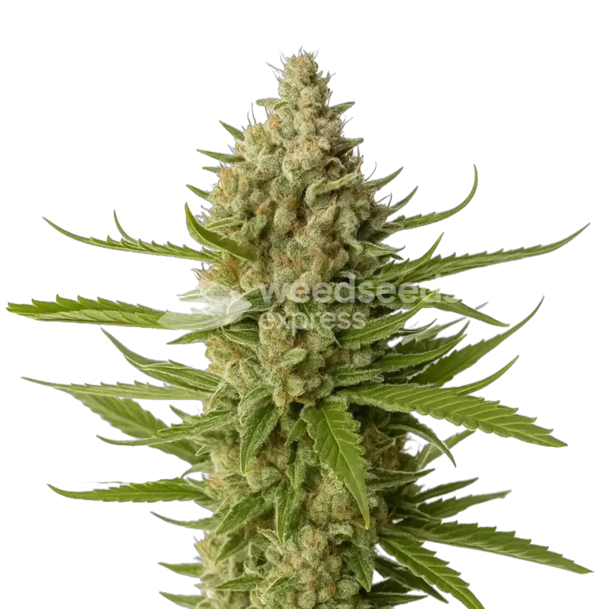 Snoop Dogg OG Plante