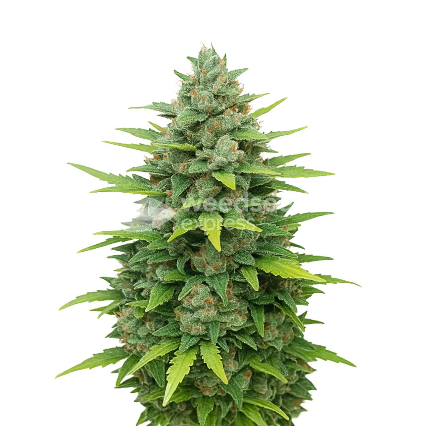 Plante de Sour Diesel Auto