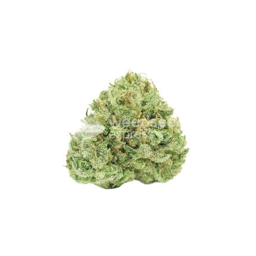 Bud de Stardawg Auto