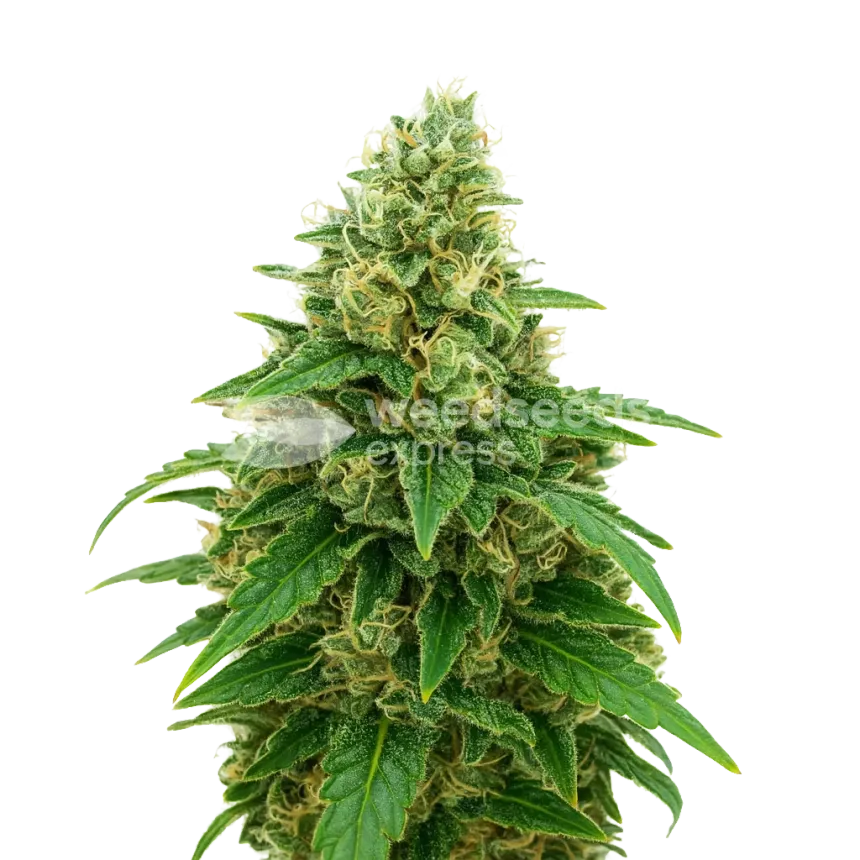 Plante de Stardawg Auto