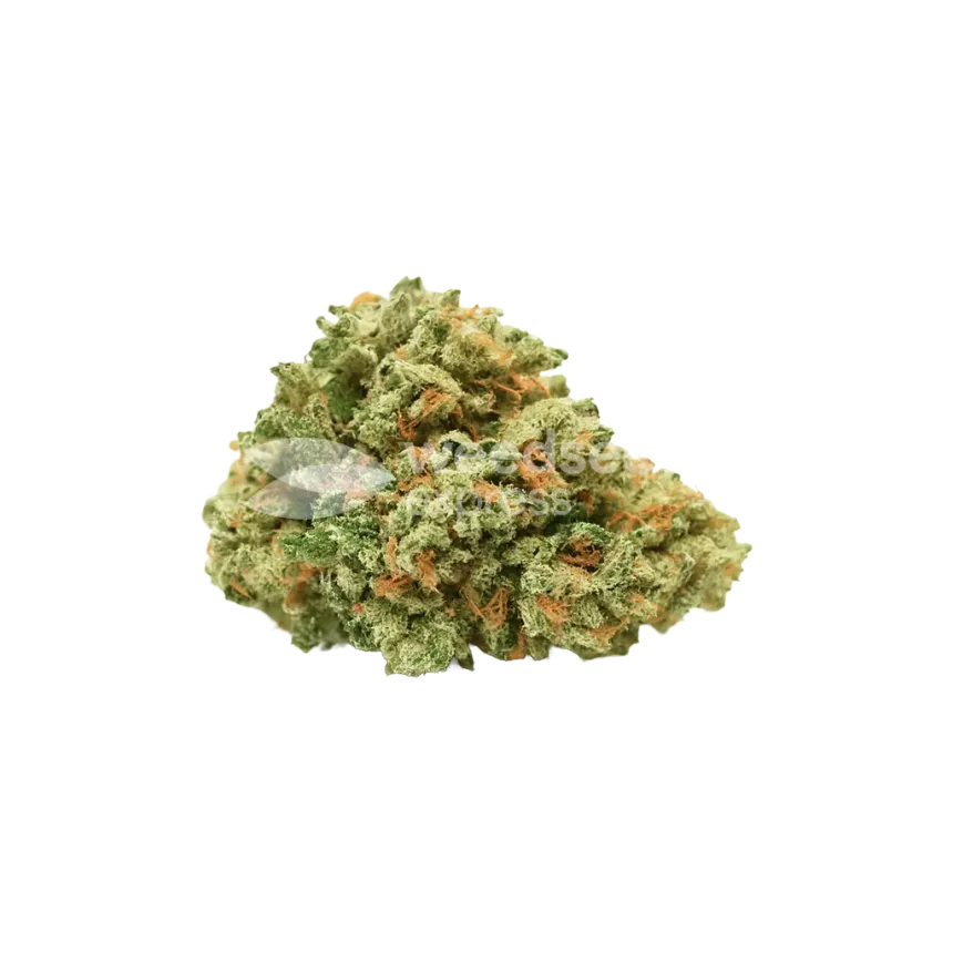 Bud de Strawberry Cough Auto