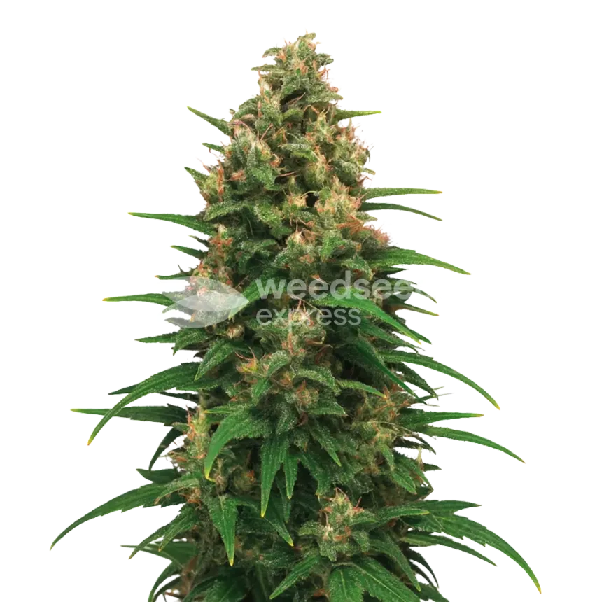 Plante de Strawberry Cough Auto
