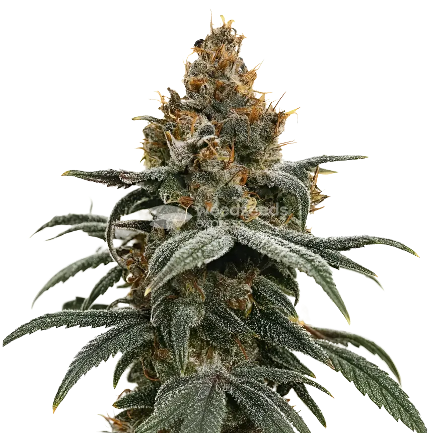 Plante de cannabis Sundae Driver