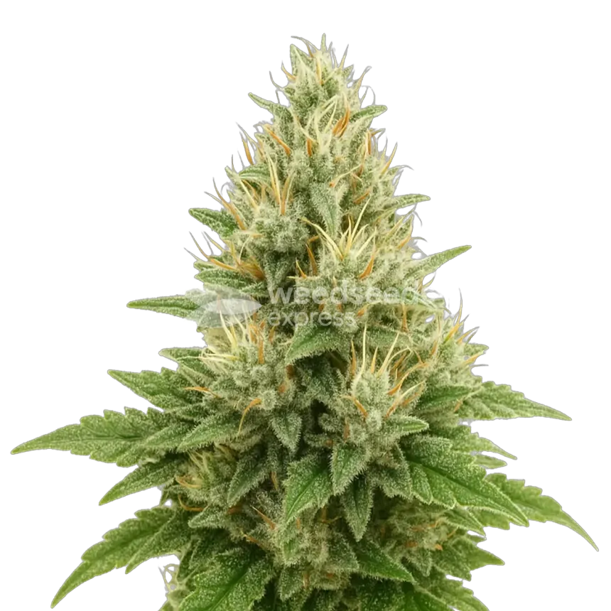 Super Boof plante autofleurissante