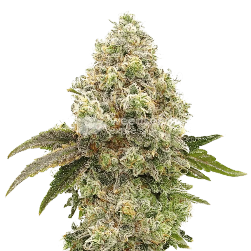 Super Boof Plante
