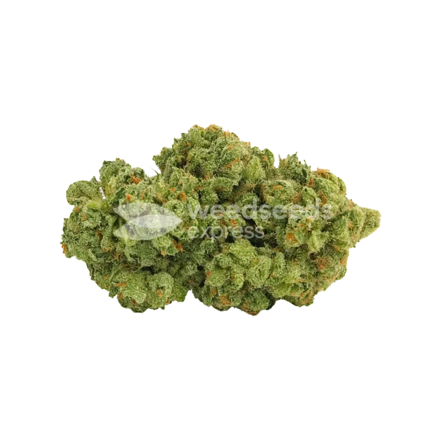 Bud de Super Silver Haze Auto