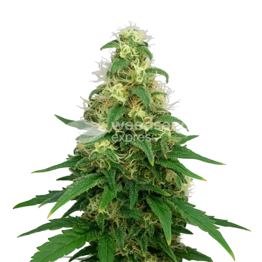 Plante de Super Silver Haze Auto