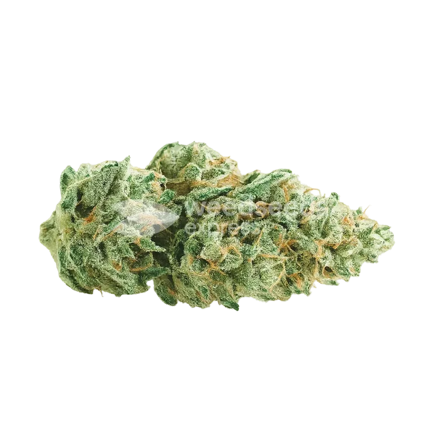 Bud de Super Skunk Auto