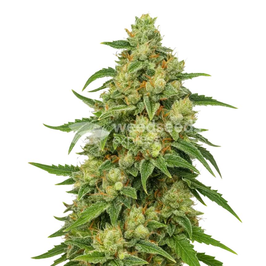 Plante de Sweet Tooth Auto