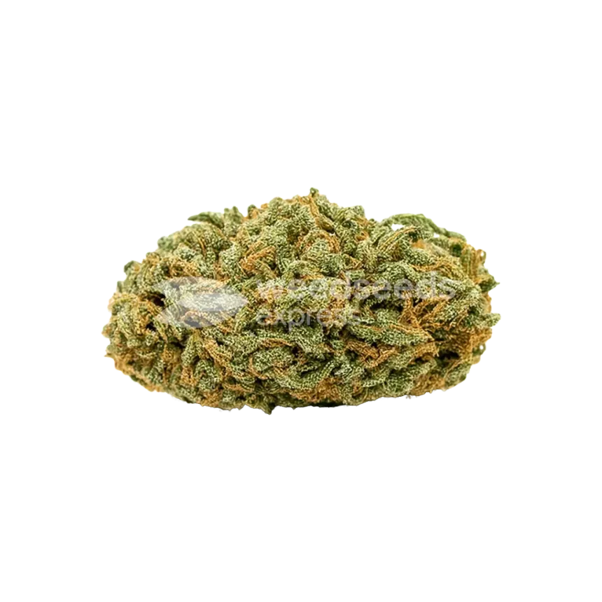Bud de Tangerine Dream Auto