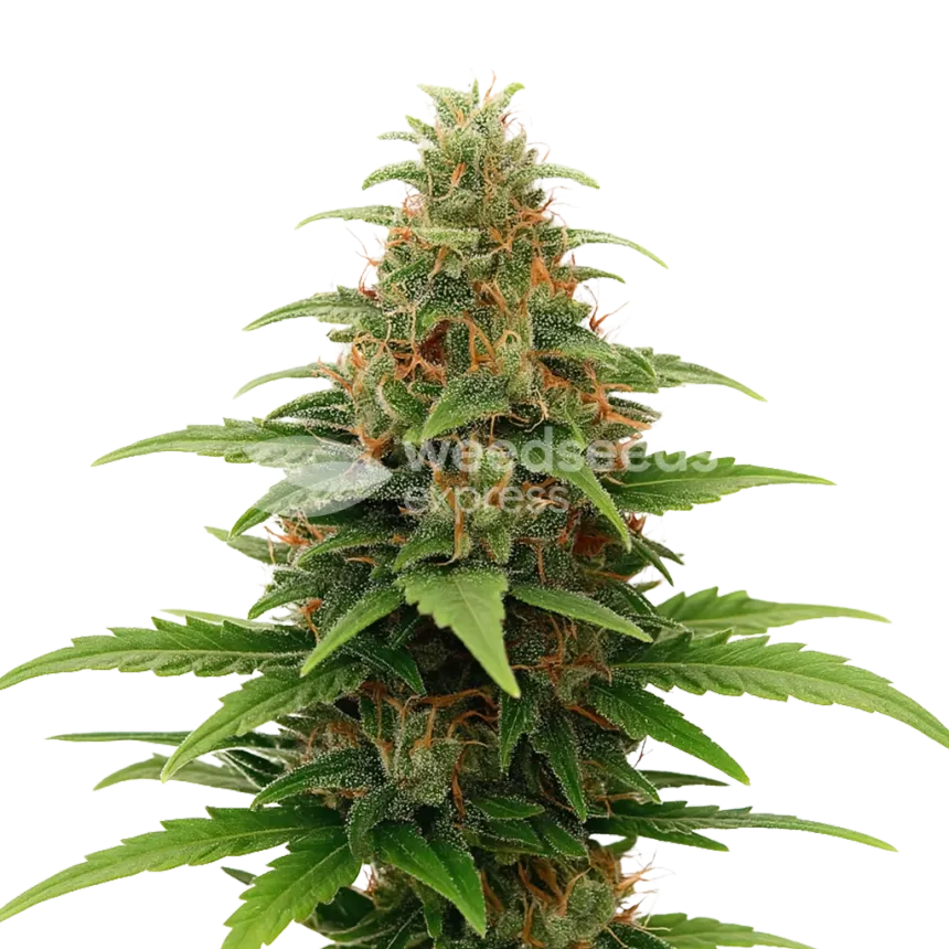 Plante de Tangerine Dream Auto