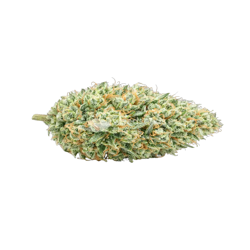 Tête de cannabis Tetra Express Autoflower