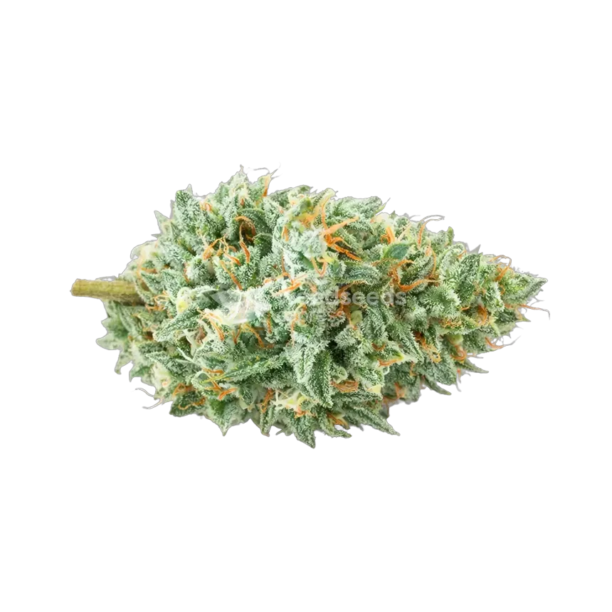 Tête de cannabis Tetra