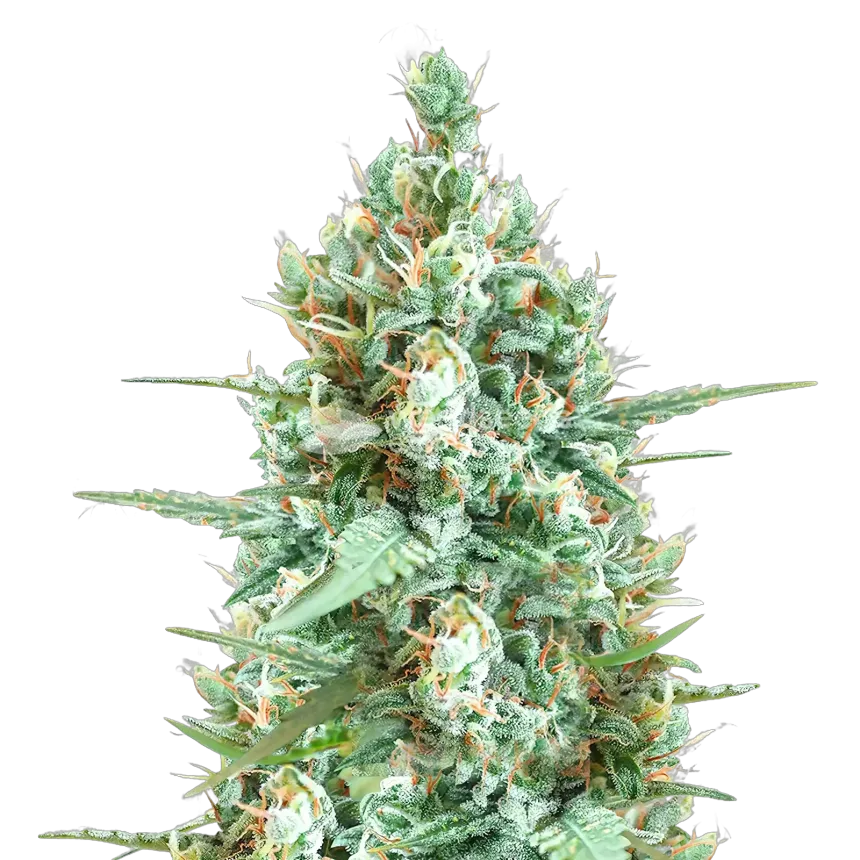 Plante de cannabis Tetra